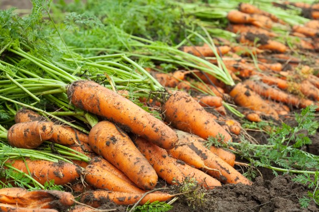 harvest-of-carrots_1398-1314